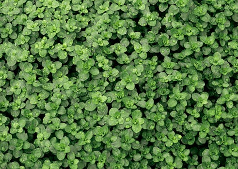 Thyme