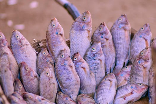Tilapia