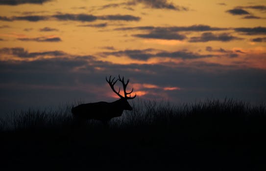 Venison